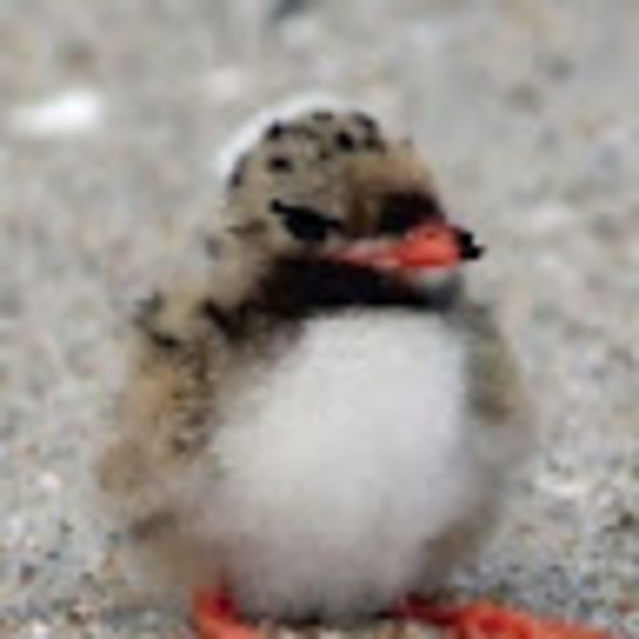 Meet your Posher, Abbey - Picture 1 of 1